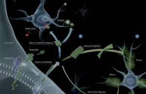 Die Bildung und Aggregation des Amyloid-beta-Proteins ist ein komplexer Prozess. Copyright: Tricklabor