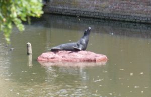 "Luna" ist zurück im Weiher. Foto: Tobias Sommer