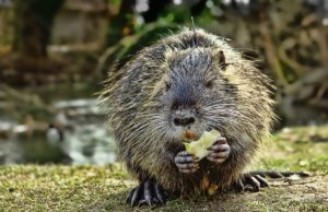 Nutria. Foto: Schwoaze / pixabay